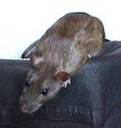 RatPic